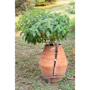 Guava Plant